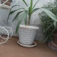 فروش گل|گل و گیاه طبیعی|یزد, |دیوار