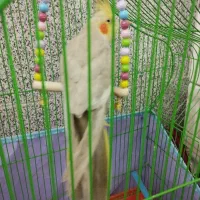 عروس هلندی|پرنده|قم, ولیعصر|دیوار