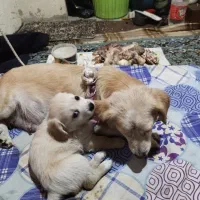 اشپیتز پامر