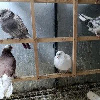 چهار کبوتر گرفته شده