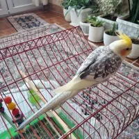 عروس هلندی|پرنده|مهاباد (آذربایجان غربی), |دیوار