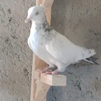 سینه سوسنی ابی