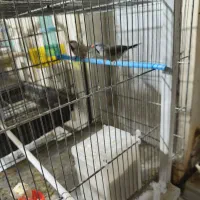 فنچ نرگسی و فنچ کرواتی