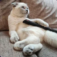 گربه اسکاتیش فولد ماده بلوپوینت عقیم نشده|گربه|کرج, شهرک بنفشه|دیوار