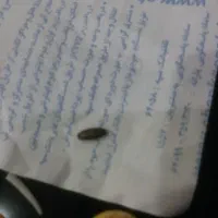 فروش مهره اصلی|زیورآلات و اکسسوری|مریوان, |دیوار