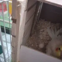 عروس هلندی مولد