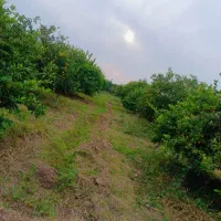خریدارمشارکت باغ هکتاری آپارتمان