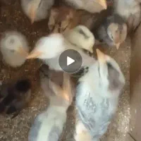 فروش انواع جوجه پرندگان عمده و خرده