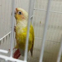 سانچیک نابینا