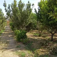 باغ-ویلا-حسن-آبادکمالوند