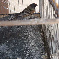 گلبسر نر و فنچ نروماده رو جوجه