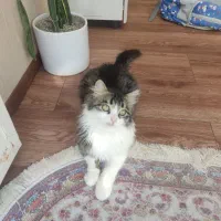 گربه نژاد سیبری