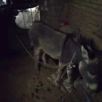 روستای کلواری|حیوانات مزرعه|منج, |دیوار