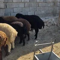 بره قوچ هترو ، نژاد افشار ، در رنگهای  سرخ ومشکی