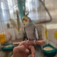 عروس هلندی|پرنده|ملایر, |دیوار