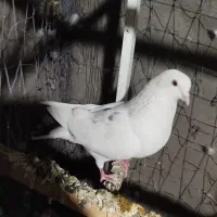 کبوتر پرشی|پرنده|تهران, خاک سفید|دیوار