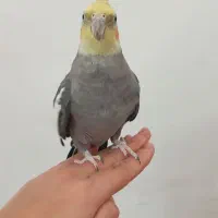 عروس هلندی نر و ماده