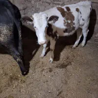 گوساله ماده