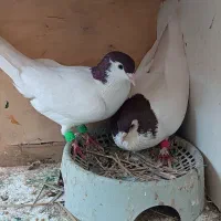 کفتر آگهی بخون