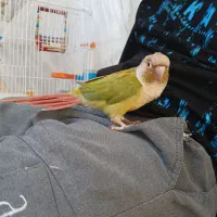 گرینچیک و کوتوله|پرنده|خمینی‌شهر, |دیوار