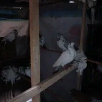 کبوتر
