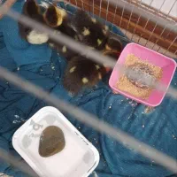 فروش اردک روسی بچه 4 عدد