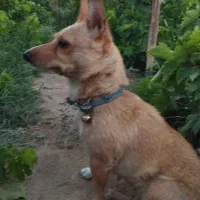 سگ کوچولو قدش 30سانته|سگ|خلیل آباد, |دیوار