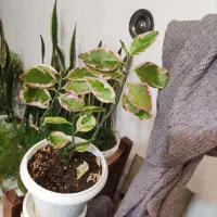 شال پفکی و گل|لباس|مرند, |دیوار