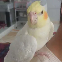 جوجه عروس هلندی فوق دستی