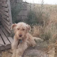 سگ نر نژاد شیتزو تریر