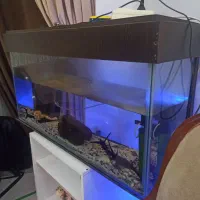 آکواریوم با وسایل جانبی|ماهی|فردیس, فردیس|دیوار