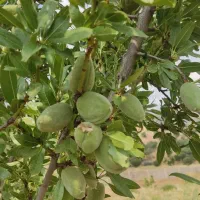 فروش باغ قطره ای