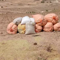 کاه عدس کیلو ۲۰