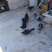 کفتر بوم پرشی