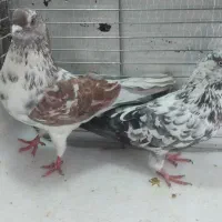 پنج عدد کبوتر بفروش میرسد