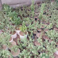 گل و گیاه حراج به قیمت عمده|گل و گیاه طبیعی|چهاردانگه (تهران), |دیوار