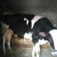 فروش گوساله نر سبک وزن