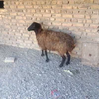 گوسفند جوان