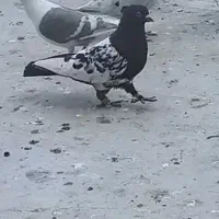 کبوتر|پرنده|برازجان, |دیوار