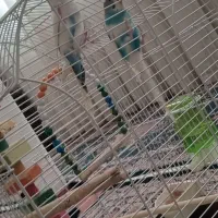 مرغ عشق  جفت مشتی|پرنده|اسلام‌شهر, مطهری|دیوار