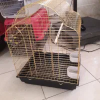 غذا و اسباب بازی/تجهیزات عروس هلندی و طوطی/پرندگان