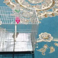 قفس غلامی|لوازم جانبی حیوانات|کوهدشت, |دیوار