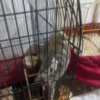 عروس هلندی گمشده