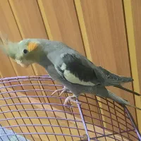 عروس هلندی ماده