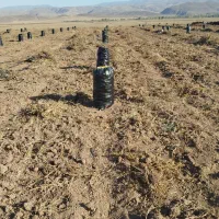 سیب زمینی|عمده‌فروشی|هیر, |دیوار