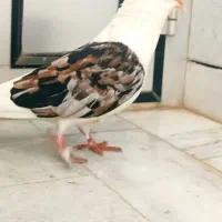 کبوتر  هفت رنگ