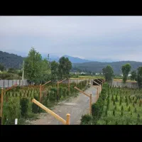 همین الان متری دو میلیون سود تو جیبته(فروش فوری)|فروش زمین و ملک کلنگی|نور, |دیوار