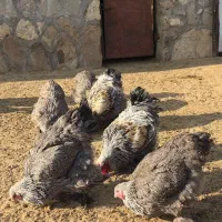 مولد های وارداتی ویاندوت و برهما