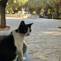 واگذاری گربه