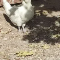 مرغ سفید پاکرریشی